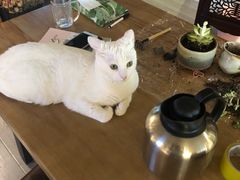 -Bai Meow法式西点咖啡