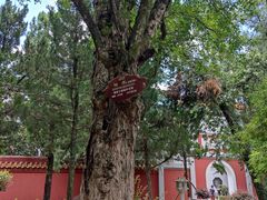 -南岳衡山风景名胜区-南岳大庙