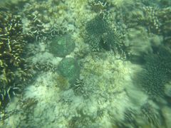 -东姑阿都拉曼海洋公园
