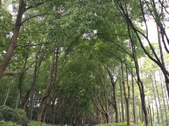 -黄兴公园