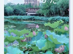 -陈家山荷花公园