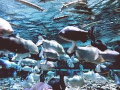 -成都浩海立方海洋公园