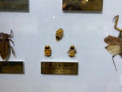 -上海昆虫博物馆