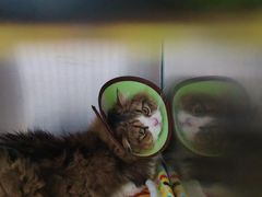 -嘉馨宠物医院·CT影像转诊·心脏科·犬猫全科诊疗中心(下沙大学城院区)