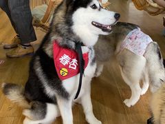 -Husky Go! 哈士奇体验馆·宠物咖啡厅狗咖