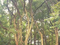-杭州植物园