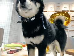 -柴务处·柴犬主题狗咖