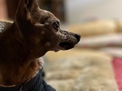 -美联众合动物医院·24h转诊中心