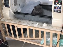-邢大夫动物医院