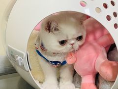 -宠爱国际动物医院· 猫科· 外科·中兽医(长白店)