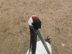 -盐城丹顶鹤湿地生态旅游区