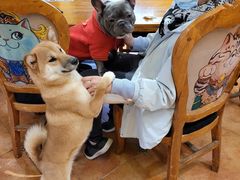 -more than meow吴止猫主题餐厅(承德 中船汇店)