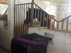 -月河湾马术俱乐部(朝阳店)