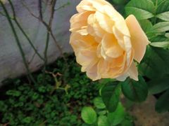 -蘇河湾·新鲁菜·泰山宴(泰山店)