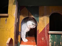 -壹六猫窝(谷德店)