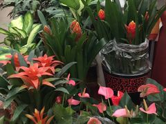 -龙大花卉苗木市场