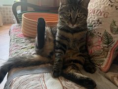 -纳吉亚猫专科动物医院博雅分院