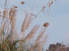 -白鹭湾湿地公园