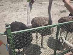 -新疆天山野生动物园