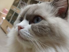 -猫和宫(六道口店)