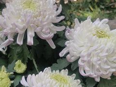 -杭州植物园