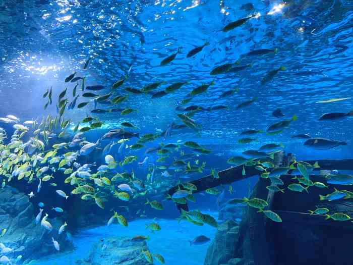 锦艺城海洋馆-"今天翻相册才看到这个小视频一定要发上来.