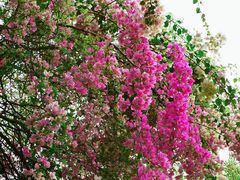 -深圳国际园林花卉博览园