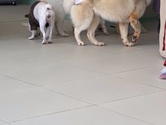 -怪兽屋·羊驼·猫咖·狗咖(俊华广场店)