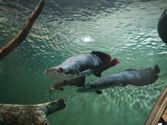 -上海海洋水族馆