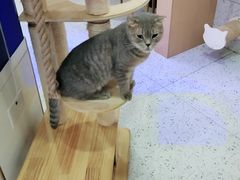 -喵园·猫主题咖啡厅·撸猫·猫咖(国贸店)