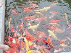 -羊楼洞