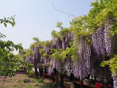 -嘉定紫藤园