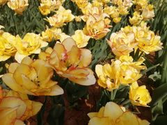 -洛阳郁金香牡丹园