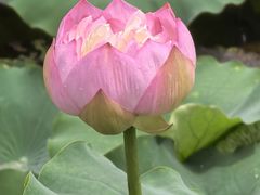 -荷塘月色湿地公园·向阳花洲