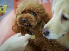-百好乐宠物友好餐厅(朝外大街店)