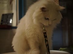 -Babycat私家御饼屋(龙头路一店)