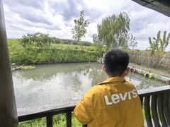 -樂桃源奉贤黄桃种植采摘基地