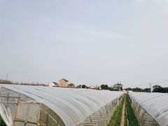 -小鱼草莓采摘园农家乐·小鱼餐厅