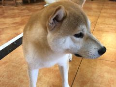 -more than meow吴止猫主题餐厅(承德 中船汇店)