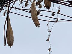 -书隐楼