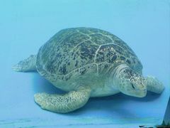 -珠海长隆海洋王国