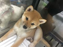 -宠物世家(仲盛世界商城店)