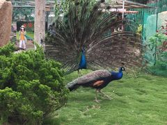 -西霞口神雕山野生动物世界