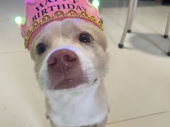 -糕小爱·动物奶油生日蛋糕定制(合肥总店)