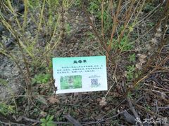 -昆山城市生态森林公园