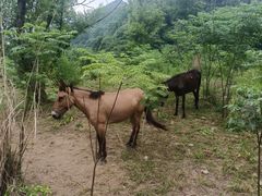 -五泄景区
