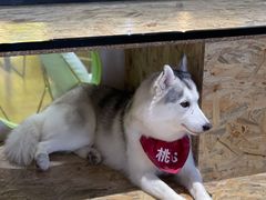 -Husky Go! 哈士奇体验馆·宠物咖啡厅狗咖
