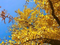 -三里屯东五街银杏大道