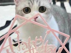 -Bastet sally猫舍购宠(静安店)