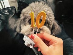 -百好乐宠物友好餐厅(朝外大街店)